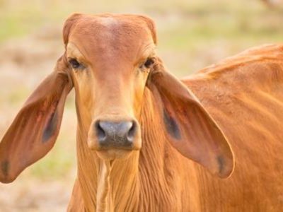 Cow red stands on the background of the milky sky looks smart