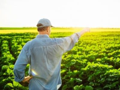 The farmer inspects his fields. Green field with sunflowers.The concept of agriculture.