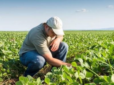farmer in soybean fields