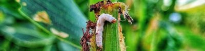 Infestação de lagartas na cultura do milho causando danos às folhas e redução do vigor da lavoura