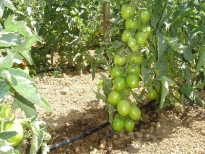 Cultivo de tomate irrigado por gotejo - Créditos Waldir Marouelli