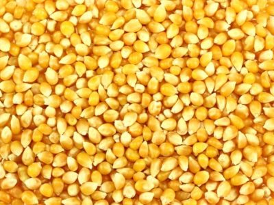 Destaque Milho - Crédito Shutterstock