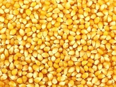 Destaque Milho - Crédito Shutterstock