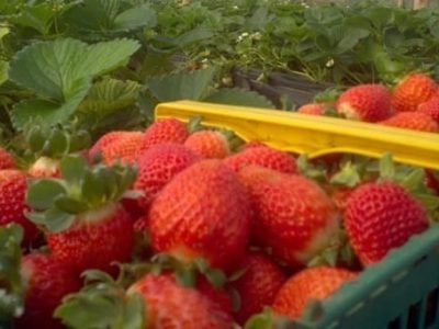 Produção de morango com 50% menos defensivos - Crédito Tiago Crispim