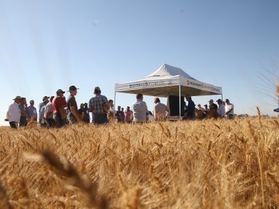 Tecnologias para aumentar a produção de trigo no Cerrado