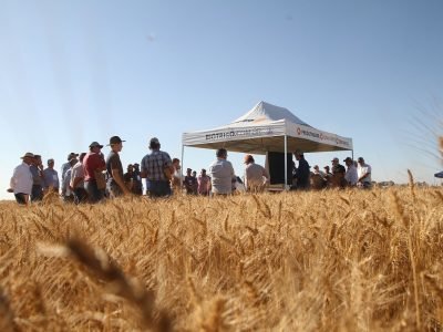 Tecnologias para aumentar a produção de trigo no Cerrado