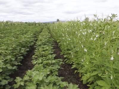 Diversificar - Crédito Fábio Aquino