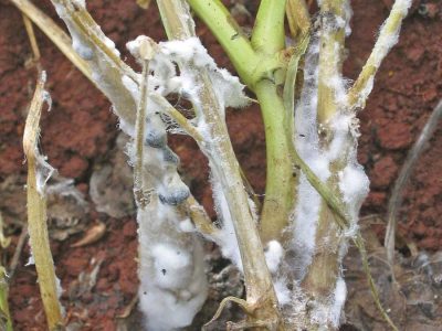 Sclerotinia sclerotiorum - Crédito: Murillo Lobo