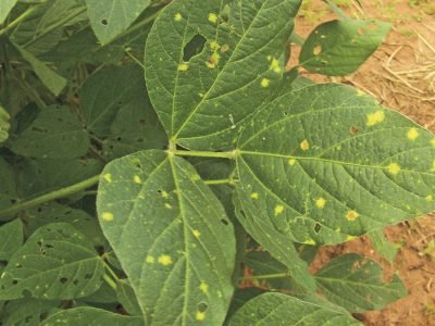 Crédito Daniel Cassetari