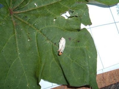 Doença branca do curuquerê - Crédito Geraldo Papa