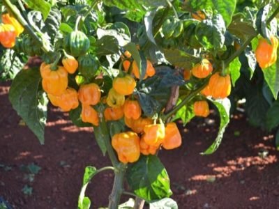 E8BCD71D-0871-482B-B0E9-2F3AF54AD4C5