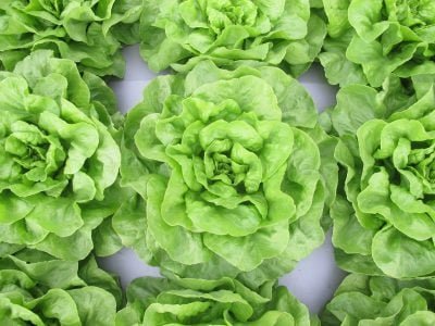 Alface lisa Elisângela, lançada pela Topseed Premium em 2020
Divulgação Agristar do Brasil