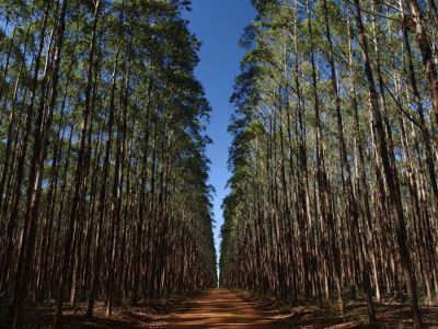 Eucalipto - Créditos: Vale