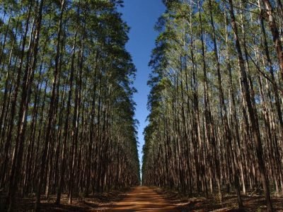 Eucalipto - Créditos: Vale