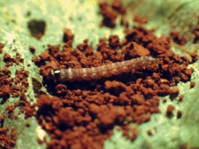 Lagarta Elasmo - Crédito Daniel Ricardo Sosa -Gomez