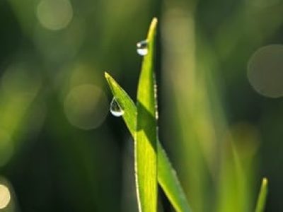 Elicitores - Crédito Shutterstock