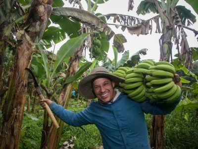 m São Paulo, o cultivo começou no litoral e, a partir da década de 1930, avançou para o Vale do Ribeira