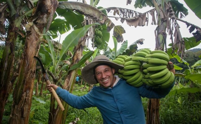 m São Paulo, o cultivo começou no litoral e, a partir da década de 1930, avançou para o Vale do Ribeira