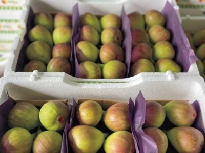 Embalagem - Foto: Termotécnica