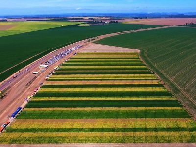 Envio-em-Anexo-foto-da-competição-de-cultivares