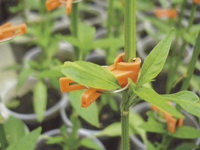 Enxertia em pimentão - Crédito Embrapa