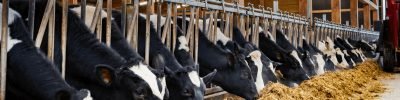 Equipe da Supra Sementes apresenta o programa FORTISILO para aumentar a eficiência da produção de silagem e melhorar a nutrição animal.