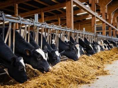 Equipe da Supra Sementes apresenta o programa FORTISILO para aumentar a eficiência da produção de silagem e melhorar a nutrição animal.
