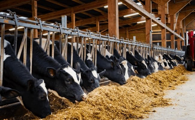 Equipe da Supra Sementes apresenta o programa FORTISILO para aumentar a eficiência da produção de silagem e melhorar a nutrição animal.