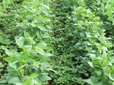 Plantas daninhas - Crédito: Ana Maria