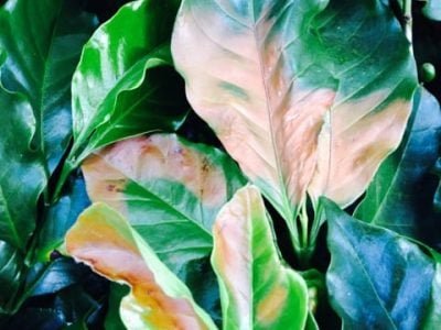 Escaldadura-em-café-Crédito-Cristiano-Soares-de-Oliveira