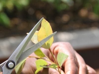 Escolha-do-clone-de-eucalipto-define-sucesso-florestal-Crédito-Luize-Hess