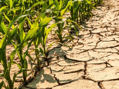 Estresse hídrico é o vilão das produtividades no campo?