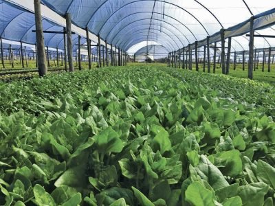 Estufas - Crédito Organis