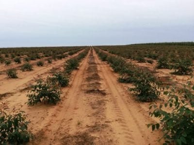 Aplicação de herbicida em eucalipto - Crédito Rudolf Woch