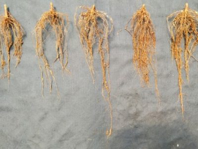Experimento-com-diferentes-consorcios-de-microrganismos-na-cultura-da-soja-2-Telefone