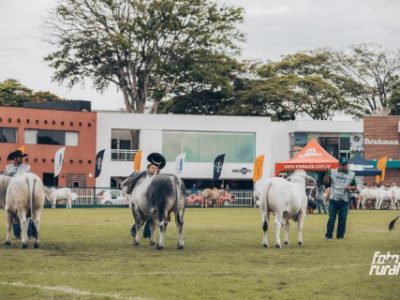 ExpoBrahman terá julgamento de pista e a campo (Telefone)
