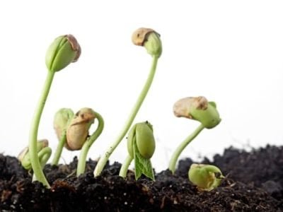 Créditos Shutterstock