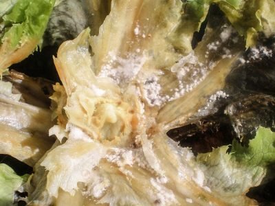 Sintomas do mofo-branco em alface - Crédito: Claudinei Kappes