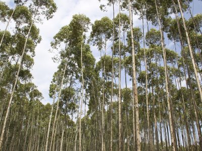 Floresta - Fotos: Shutterstock