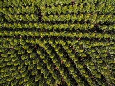 Floresta - Crédito: shutterstock