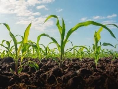 Milho - Crédito: Shutterstock