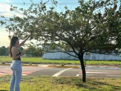 FOTO coleta de sementes de ipê (Pequeno)
