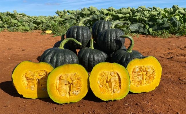 FRUTO TAKAYAMA ABERTO (Pequeno)