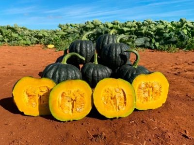 FRUTO TAKAYAMA ABERTO (Pequeno)