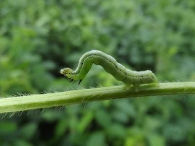 Falsa medideira - Chrysodeixis includens, em soja -  Crédito Edson Hirose