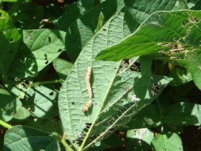 Falsa medideira  virus