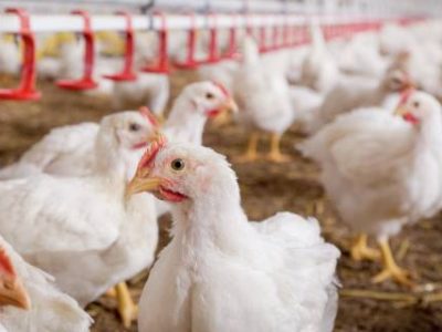 Farm-o-san-broiler-house-foto-divulgacao (Telefone)