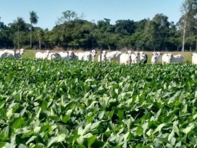 Fazenda - Foto: Divulgação