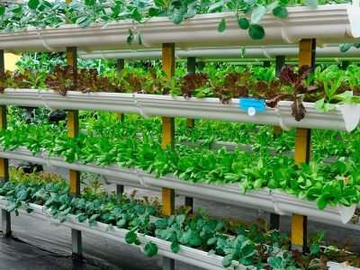 Fazenda Vertical - Foto: Internet