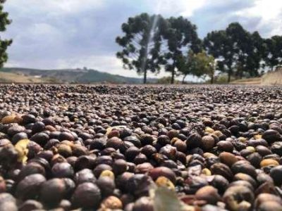 Fazenda-São-Luiz-do-Palmela